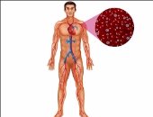 اعرف جسمك.. 4 مراحل بالدورة الدموية لنقل الدم لجميع أجزاء الجسم 