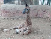  حديقة حيوان الجيزة تعلن عن مولود للزرافة سونسن أطلق علية اسم "عزيز" 