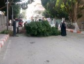 سقوط شجرة أمام مبنى محافظة قنا بسبب سوء الأحوال الجوية