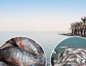 "بشرة خير" انخفاض معدل إصابة أسماك بحيرة قارون بطفيل الأيزبودا