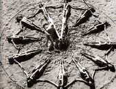 5 صور بالأبيض والأسود من احتفالات "رأس السنة"بالمايوه فى كاليفورنيا 