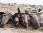 بالفيديو.. الطب البيطرى: رؤوس الحمير المذبوحة تتبع السيرك القومى بالعاشر من رمضان