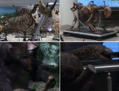 بالفيديو.. متحف "الحيوان" تحفة فنية منذ مائة عام على أرض الفراعنة
