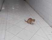 بالصور.. قطة تتجول بمبنى الاستقبال بمستشفى أشمون العام