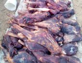فيديو.. قبل العيد.. ضبط نصف طن لحم حمير فى بيت جزار بسوهاج       