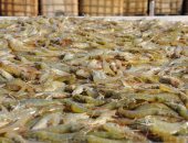 مميش: مشروع الاستزراع السمكى بقناة السويس يوفر 10 آلاف فرصة عمل للشباب