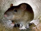 الإندبندنت: آلاف الصراصير والفئران فى مستشفيات بريطانيا الحكومية