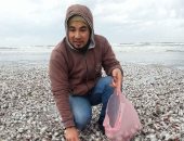 بالصور..شاب ماليزى يجمع قواقع شواطئ دمياط المهملة..ويؤكد:باهظة الثمن بماليزيا