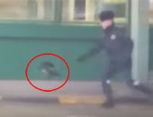 بالفيديو.. غراب يسرق جواز سفر لمواطن استونى على الحدود الروسية