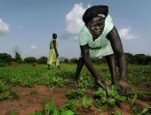 الأمم المتحدة تحذر من مجاعة بجنوب السودان..وتؤكد: 7.5 مليون شخص فى حاجة لمساعدات 