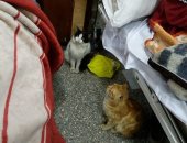 بالصور.. انتشار القطط بمستشفى الميرى العام بالإسكندرية