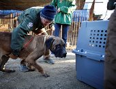 بالصور.. نقل كلاب تُربى من أجل لحومها فى كوريا الجنوبية لمأوى آمن بأمريكا