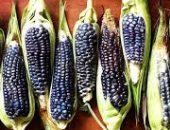 دراسة: الذرة الزرقاء تساعد على الحد من مشاكل التمثيل الغذائى