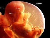 9 أشهر فى 4 دقائق.. فيديو عن مراحل تكوين الجنين الأكثر مشاهدة