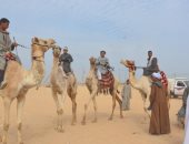 تخصيص مضمار لسباقات الهجن فى منطقة الجفجافة بشمال سيناء