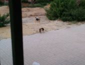 أهالى منطقة العباسية يشكون من انتشار الكلاب الضالة داخل مستشفى الحميات