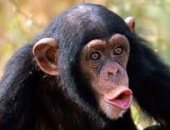 علاقة تزاوج خارج المألوف بين القرد الماكاك وأنثى الظبى