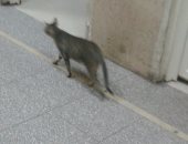قارئ يرصد "بائع شاى وقطط" داخل مستشفى الميرى فى الإسكندرية