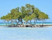محميات البحر الأحمر تقوم بإحاطة أشجار المانجروف بعلامات لحمايتها