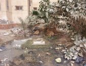 شكوى من انتشار القمامة ومياه الصرف الصحى فى زهراء مدينة نصر