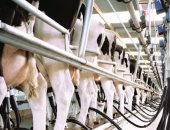 "الزراعة": إعداد فريق من خبراء "الحليب الآلى" لمشروع المليون رأس ماشية