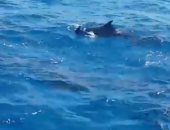 بالفيديو.. أسراب الدلافين تظهر فى مياه البحر الأحمر قرب شواطئ الغردقة