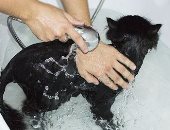 بالخطوات..اتعلم طريقة سهلة لتحميم القطط 