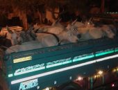 قارئ يرسل صورا لسيارتين محملتين بـ80 حمارا قبل ذبحها فى محافظة البحيرة