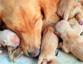 لو بتربى كلاب .. 5 نصائح طبية هامة للعناية بالجرو حديث الولادة