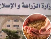 "الزراعة": تحويل 58 ألف طن قش أرز إلى أعلاف وأسمدة غير تقليدية