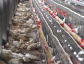 موجة الحر فى فلسطين تقتل أكثر من 75 ألف دجاجة