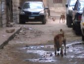 شكوى من الكلاب الضالة بشارع عثمان بالزيتون..والأهالى يطالبون الحى بالتدخل