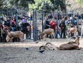 "حديقة الحيوان": الفيل والزرافة والمفترسات والسباع "نجوم شم النسيم"
