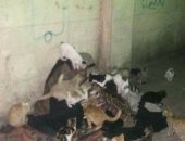 عجوز تشارك القطط الطعام أمام مقابر زينهم بالقاهرة