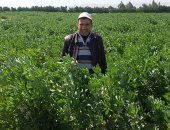 لجنة من وزارة الزراعة لتقييم أفضل إنتاجية للفول البلدى بجنوب سيناء‎