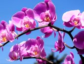 اكتشاف نوع نادر من زهور الأوركيد فى منطقة التبت.. صور