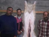 التموين تضبط سلخانتين بالبحيرة لذبح الماشية المريضة