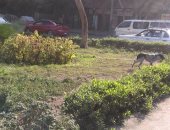 الكلاب الضالة تزعج سكان شارع السباق فى مصر الجديدة 