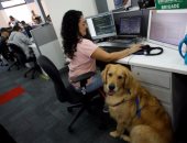 بالصور.. شركة بـ"كوستاريكا" تسمح للموظفين بإحضار حيواناتهم الأليفة للعمل