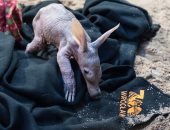بالصور.. مولود جديد لـ"خنزير الأرض" بحديقة الحيوان فى بولندا