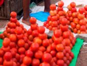 "المجلس التصديرى": مصر صدرت طماطم بـ36 مليون دولار خلال 6 أشهر فقط