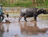 زراعة الغربية: التنسيق مع الرى لمناقشة توزيع المياه لموسم زراعة الأرز