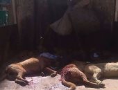 حملة لمكافحة الكلاب الضالة بشوارع السويس