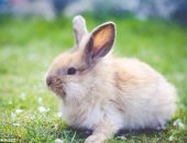 مفاجأة.. الأرانب يمكن استخدامها كعلاج لسرطان الدم