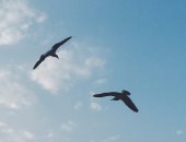 طائر "النورس"..أقدم الطيور البرية فى العالم تصبح أماً فى عمر 66 عاماً