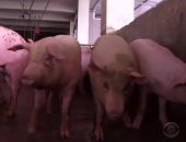 بالفيديو.. بعد نقص المتبرعين.. الصين تلجأ لزراعة أعضاء الخنازير للبشر