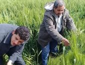 بالصور.. زراعة الشرقية: قوافل لتعريف المزارعين بأمراض تصيب القمح 