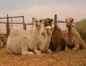 الإفراج عن 2850 رأس إبل واردة من السودان عبر ميناء أرقين البرى