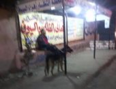 شكوى من تهديد المواطنين بالكلاب فى "زهراء السيوف" بالإسكندرية