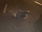 انقلاب سيارة مواطن وزوجته بالشيخ زايد بسبب "بلاعة مفتوحة"